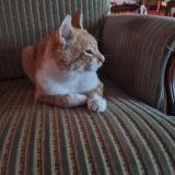 Picture of cat lost at Bains