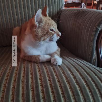 Photo 1/1 Socrate Chat lost in Bains