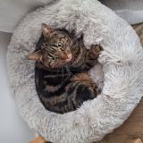 Picture of cat lost at Villejuif