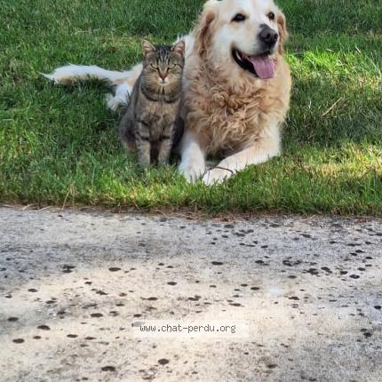 Photo 1/1 Corona dite Coco Chat lost in Tonnay boutonne