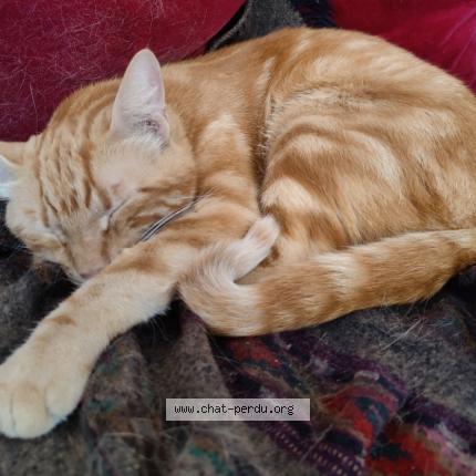 Photo 1/1 Broussaille Chat lost in Aix en provence