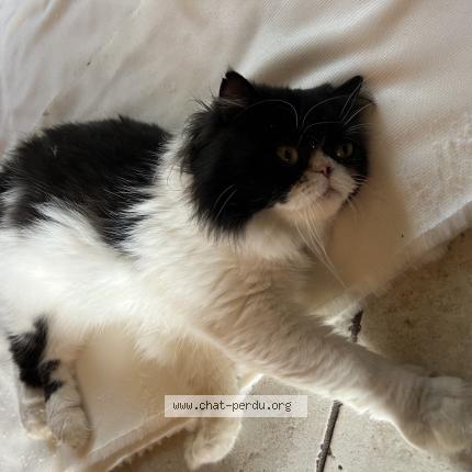 Photo 1/1 SHAMALOW Chat lost in La chapelle yvon