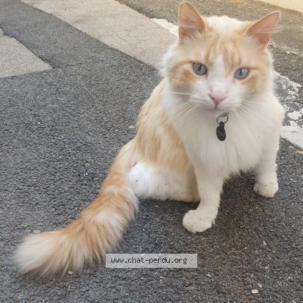 Photo 1/1 Bounty Chat lost in Monteux