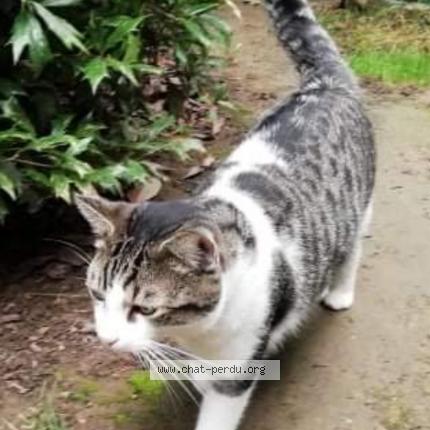 Photo 1/1 Simba Chat lost in Feluy