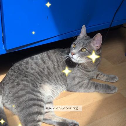 Photo 1/1 Yuki Chat lost in Woluwe saint lambert