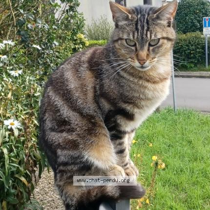 Photo 1/1 Dominique Bernard Chat lost in Plouzane