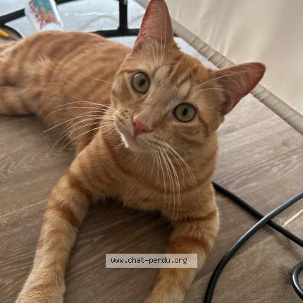 Photo 1/1 Caramel Chat lost in Ygos saint saturnin