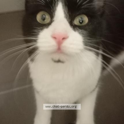 Foto 1/1 Wiedergefundene Katze Verloren in Differdange
