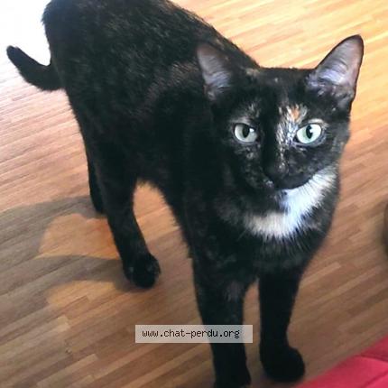 Photo 1/1 Bigoudi Chat lost in Joue les tours