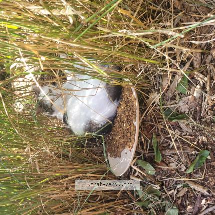 Photo 1/1 Found cat Found in 59100 roubaix