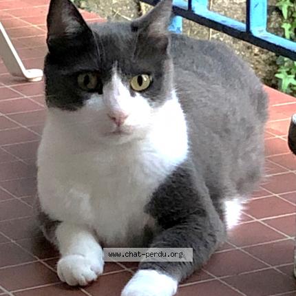 Photo 1/1 ONYX Chat lost in Nantes