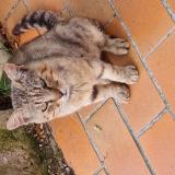 Picture of cat found at Esnandes