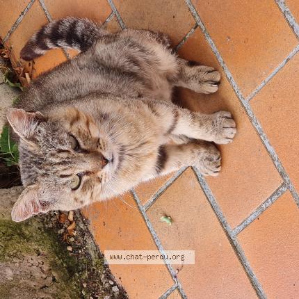 Photo 1/1 Found cat Found in Esnandes