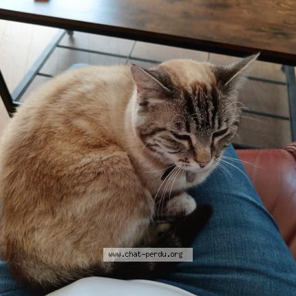 Photo 1/1 Nes Chat lost in Quimper