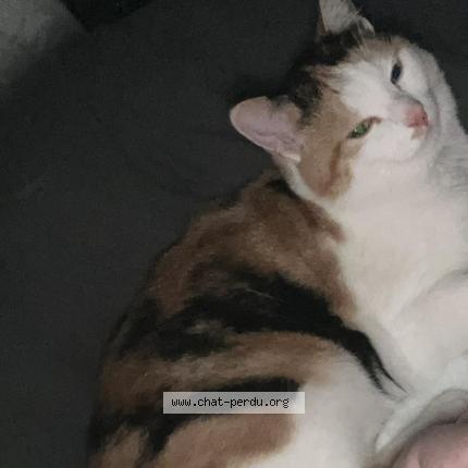 Photo 1/1 Moka Chat lost in Soumagne