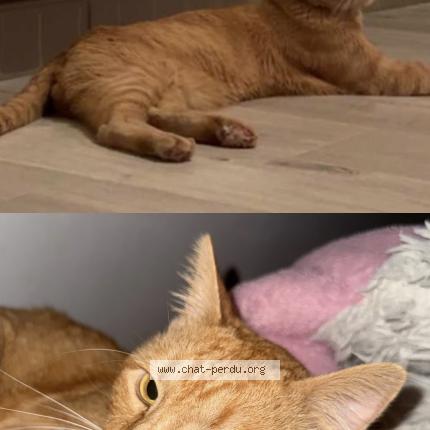 Photo 1/1 Simba Chat lost in Aix les bains