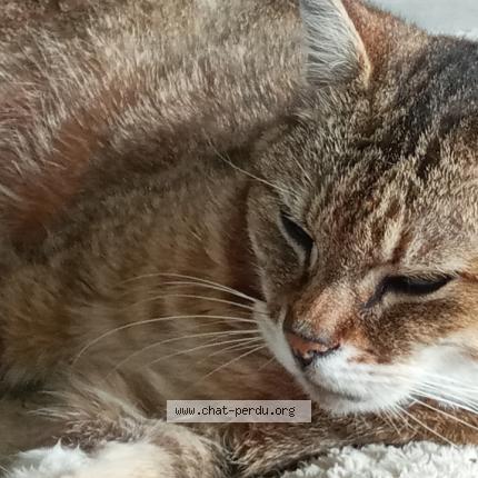 Photo 1/1 Lénia Chat lost in Genay