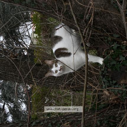 Photo 1/1 Lull Chat lost in Seignosse