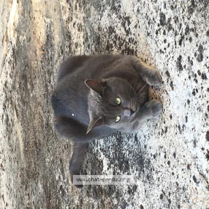 Photo 1/1 Nala Chat lost in Ambres