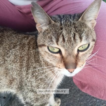 Photo 1/1 Found cat Found in Bondy