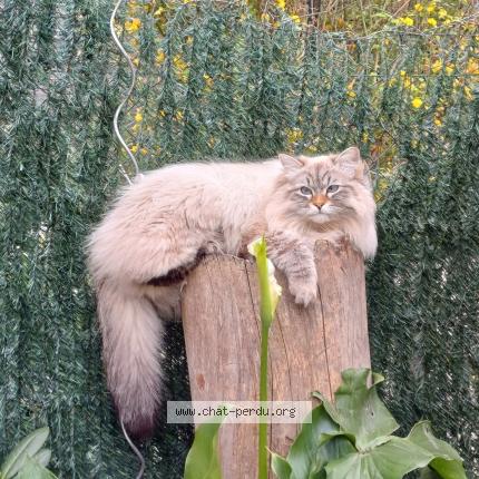 Photo 1/1 Wulf Chat lost in Beaumont de lomagne