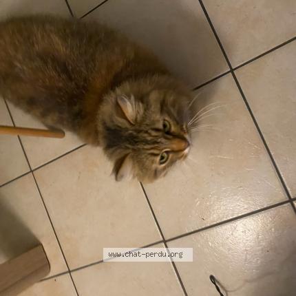 Photo 1/1 Isidore Chat lost in Razac sur l isle