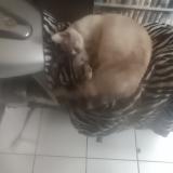 Picture of cat lost at Cambes