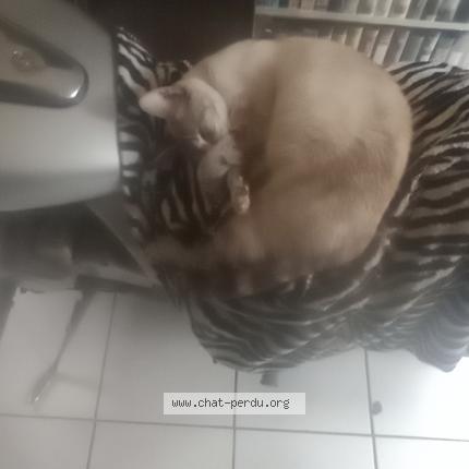 Photo 1/1 Isis Chat lost in Cambes