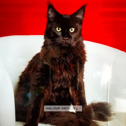 Photo 1/1 Wally Chat lost in Montmartin sur mer