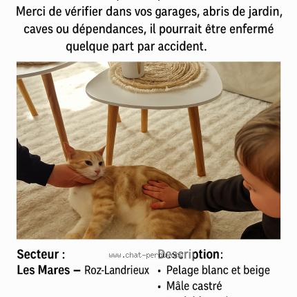 Photo 1/1 Tigrou Chat lost in Roz landrieux