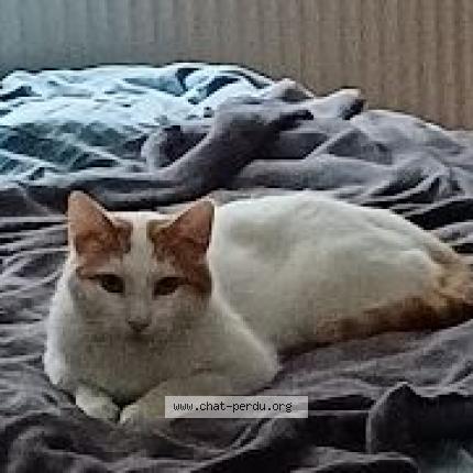 Photo 1/1 Sherman Chat lost in Namur