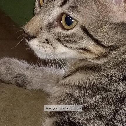 Photo 1/1 Lune Chat lost in San rafael