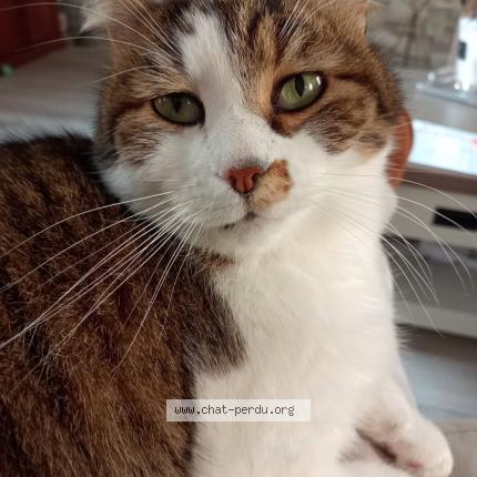 Photo 1/1 Bibi Chat lost in Lachelle