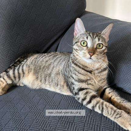 Photo 1/1 Ruby Chat lost in Lyon