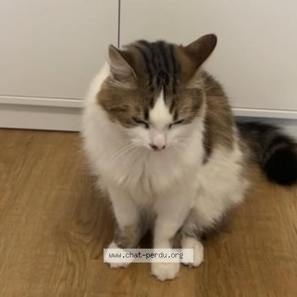 Photo 1/1 Tigrou Chat lost in Maizieres les metz