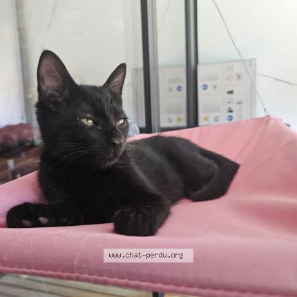 Foto 1/1 Wiedergefundene Katze Verloren in Lausanne