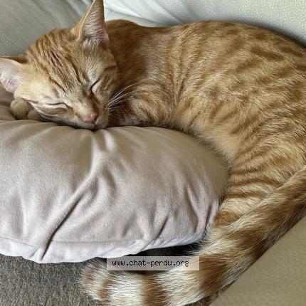 Photo 1/3 Willow Chat lost in Conflans