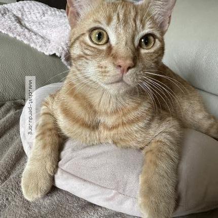 Photo 2/3 Willow Chat lost in Conflans