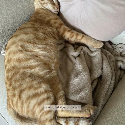 Photo 3/3 Willow Chat lost in Conflans