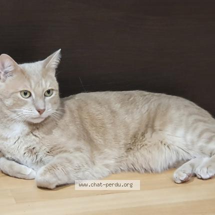 Photo 1/1 TOUTA Chat lost in Faremoutiers