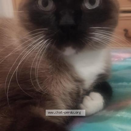 Photo 1/1 Chocolat Chat lost in Lanvaudan