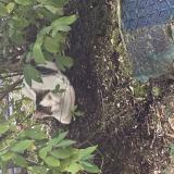 Picture of cat found at Rueil Malmaison