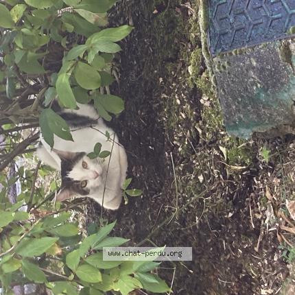 Photo 1/1 Found cat Found in Rueil malmaison