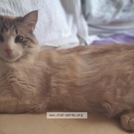 Photo 1/1 Vaiana Chat lost in Sete