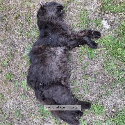 Photo 1/1 Found cat Found in Le gavre