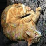 Picture of cat lost at Seilhac