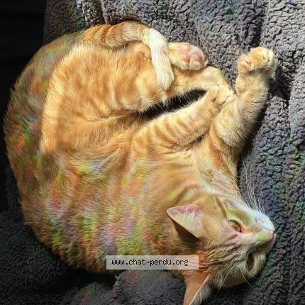 Photo 1/1 Cat reunited Lost in Seilhac