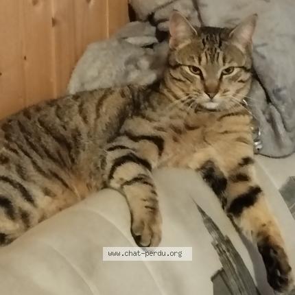 Photo 1/1 Yakari Chat lost in La batie neuve