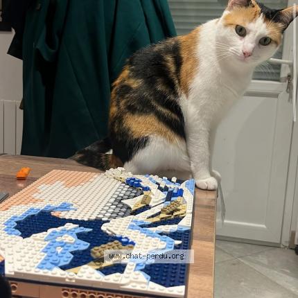 Photo 1/1 gamora Chat lost in Angliers