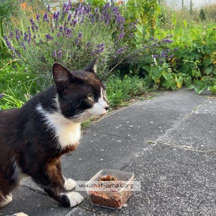 Photo 1/1 Mimine Chat lost in Vieux charmont